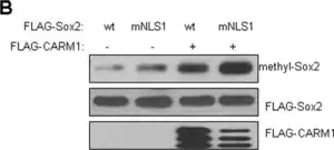 Merck Anti-Sox2 Antibody