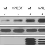Merck Anti-Sox2 Antibody