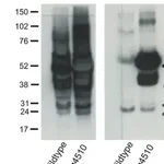 Merck Anti-Tau-1 Antibody, clone PC1C6