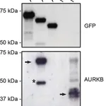 Merck Monoclonal Anti-Green Fluorescent Protein (GFP) antibody produced in mouse