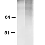 Merck Anti-polyQ specific Antibody, clone MW1