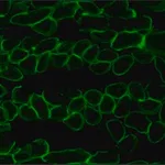 Merck Anti-Laminin-2 (α-2 Chain) antibody, Rat monoclonal