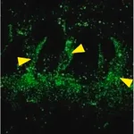 Merck Anti-Connexin-43 antibody produced in rabbit