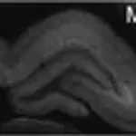 Merck Anti-MAP2 antibody, Mouse Monoclonal