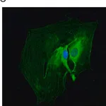 Merck Anti-Glial Fibrillary Acidic Protein antibody produced in rabbit