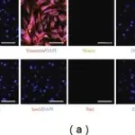 Merck Anti-Nestin Antibody, clone 10C2