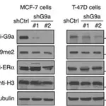 Merck Anti-β-Tubulin antibody, Mouse monoclonal