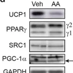Merck Anti-UCP-1 antibody produced in rabbit