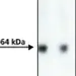 Merck Anti-AcV5 antibody, Mouse monoclonal
