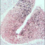 Merck Anti-SNAP-25 antibody produced in rabbit