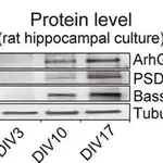Merck Anti-β-Tubulin III (neuronal) antibody, Mouse monoclonal