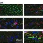 Merck Monoclonal Anti-Neurofilament 200 (Phos. and Non-Phos.) antibody produced in mouse