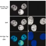 Merck Anti-Myc Tag Antibody, clone 4A6