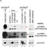 Merck Anti-CTCF Antibody