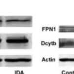 Merck Anti-Actin antibody, Mouse monoclonal