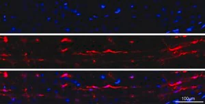 Merck Anti-Iba1/AIF1 Antibody