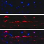 Merck Anti-Iba1/AIF1 Antibody