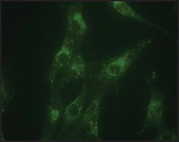 Merck Anti-LAMP1 antibody produced in rabbit