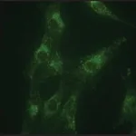 Merck Anti-LAMP1 antibody produced in rabbit