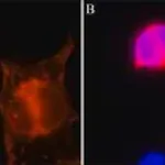 Merck Anti-CRISPR/Cas9 antibody, Mouse monoclonal