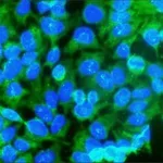 Merck Anti-Caspase 3, Active antibody produced in rabbit