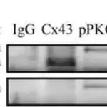 Merck Monoclonal Anti-Phosphoserine antibody produced in mouse
