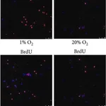 Merck Anti-BrdU antibody, Mouse monoclonal