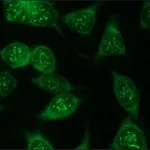 Merck Anti-Luciferase antibody produced in rabbit