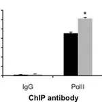 Merck Anti-RNA polymerase II Antibody, clone CTD4H8