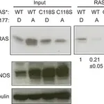 Merck Anti-β-Tubulin antibody, Mouse monoclonal