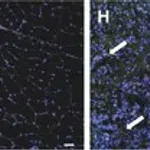 Merck Anti-von Willebrand Factor Antibody