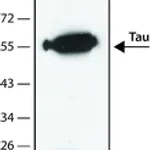 Merck Anti-Tau antibody, Mouse monoclonal