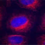 Merck Anti-α-Tubulin antibody, Mouse monoclonal