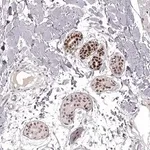 Merck Anti-EN1 antibody produced in rabbit