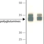 Merck Anti-Polyglutamines antibody, Mouse monoclonal