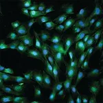 Merck Anti-von Willebrand Factor antibody produced in rabbit