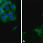 Merck Anti-Calnexin antibody produced in rabbit