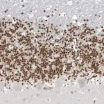 Merck Anti-PAX6 antibody produced in rabbit