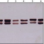 Merck Monoclonal Anti-Lamin A/C antibody produced in mouse