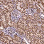 Merck Anti-DNAJB9 antibody produced in rabbit