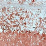 Merck Anti-Glutamine Synthetase antibody produced in rabbit