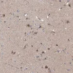 Merck Anti-EOMES antibody produced in rabbit