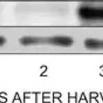 Merck Anti-Actin (plant) antibody, Mouse monoclonal