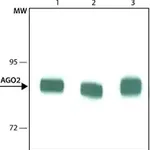 Merck Monoclonal Anti-AGO2 antibody produced in rat