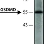Merck Anti-GSDMD (126-138) antibody produced in rabbit