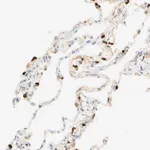 Merck Anti-CD63 antibody produced in rabbit