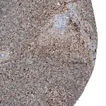 Merck Anti-CXorf21 antibody produced in rabbit