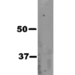 Merck Anti-pan Ago Antibody, clone 2A8