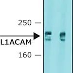 Merck Anti-L1CAM antibody, Mouse monoclonal