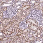 Merck Anti-NELL1 antibody produced in rabbit
